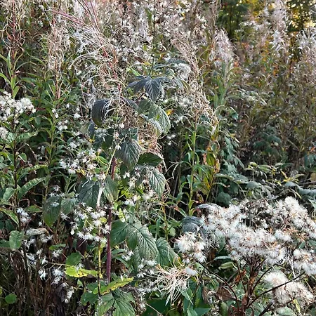 Apartment The Beauty Of Torgon