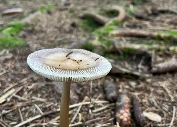 The Beauty Of Torgon Διαμέρισμα