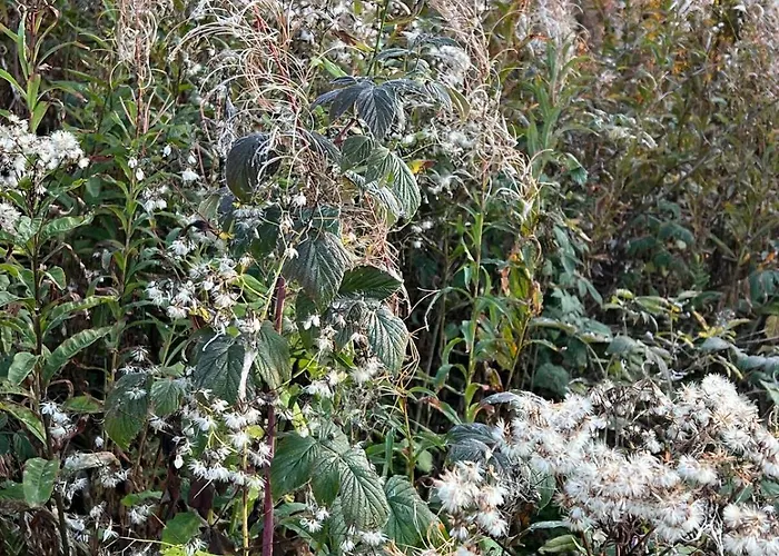 Appartamento The Beauty Of Torgon